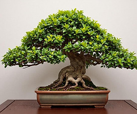 fondo estilo pared.jpg