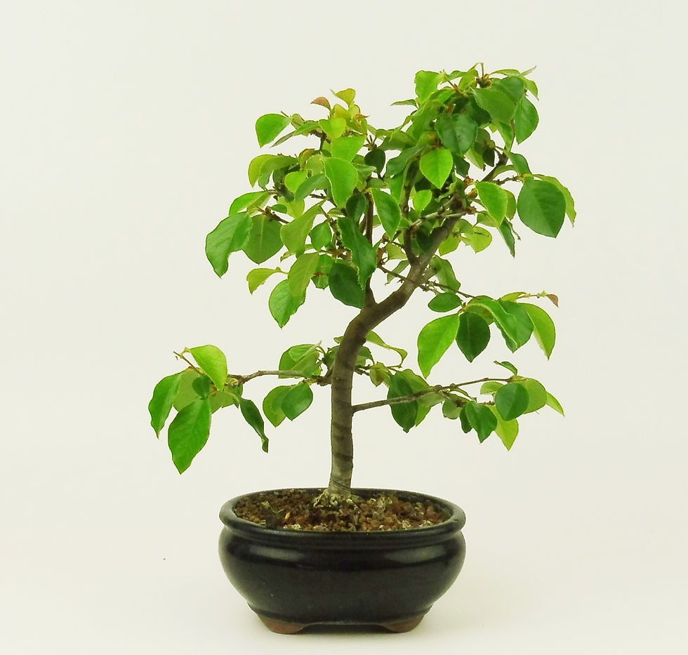 Membrillero - Pseudocydonia Chinensis