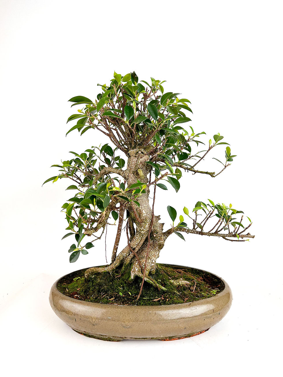 Miniatura: Ficus Retusa