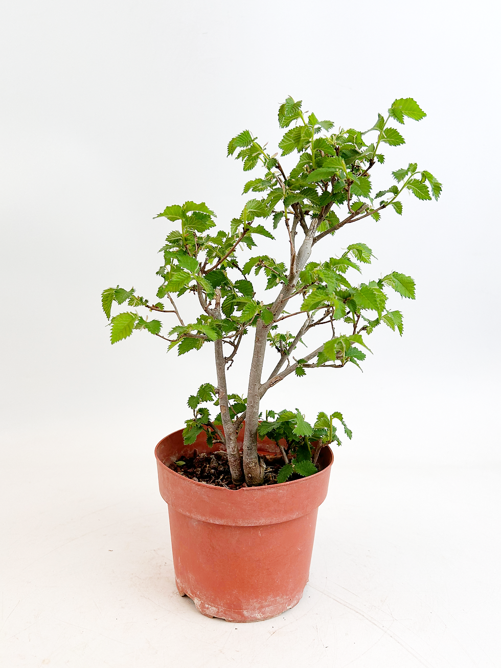 Miniatura: Olmo Pumila
