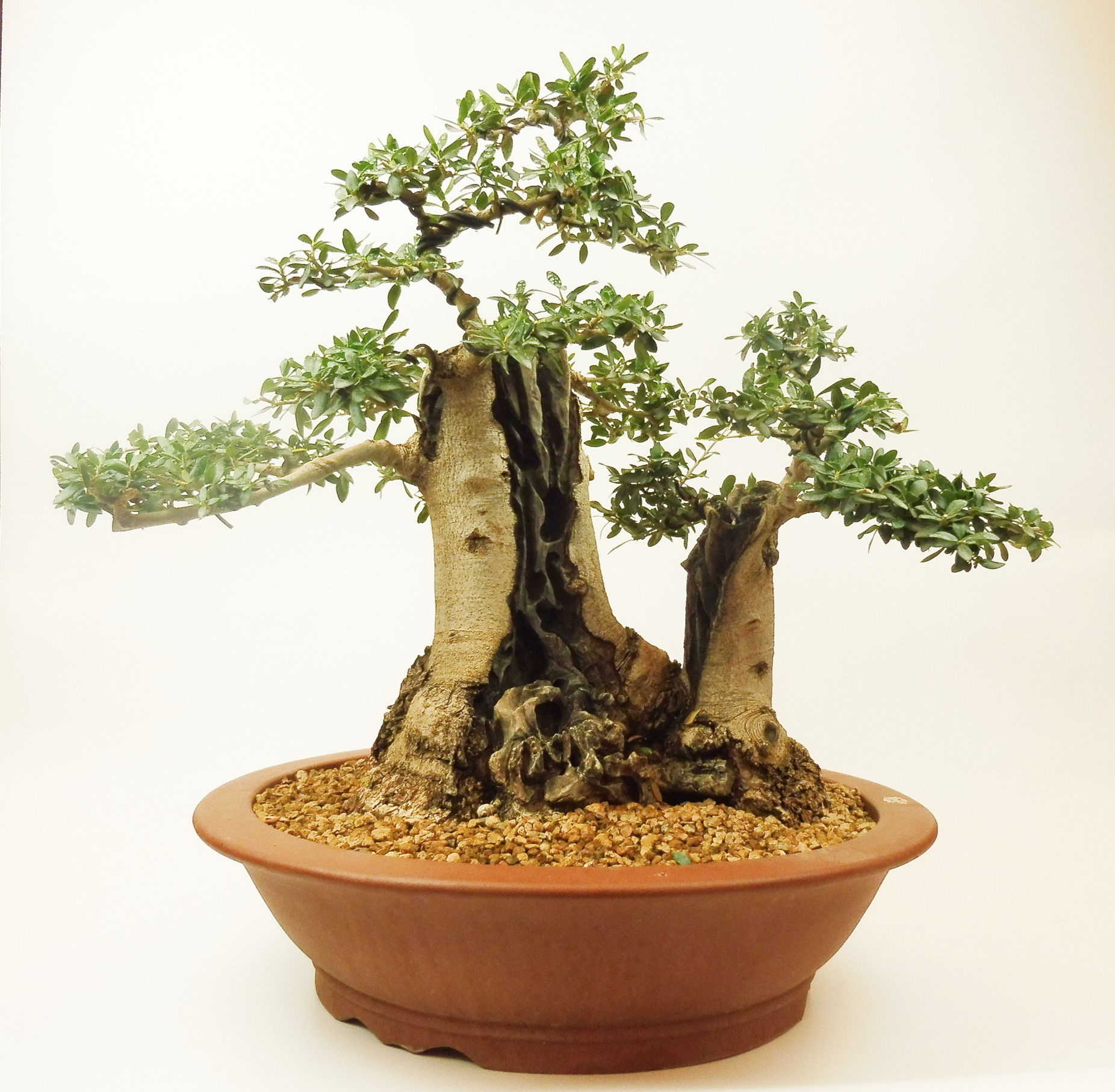 Olivo Silvestre - Acebuche