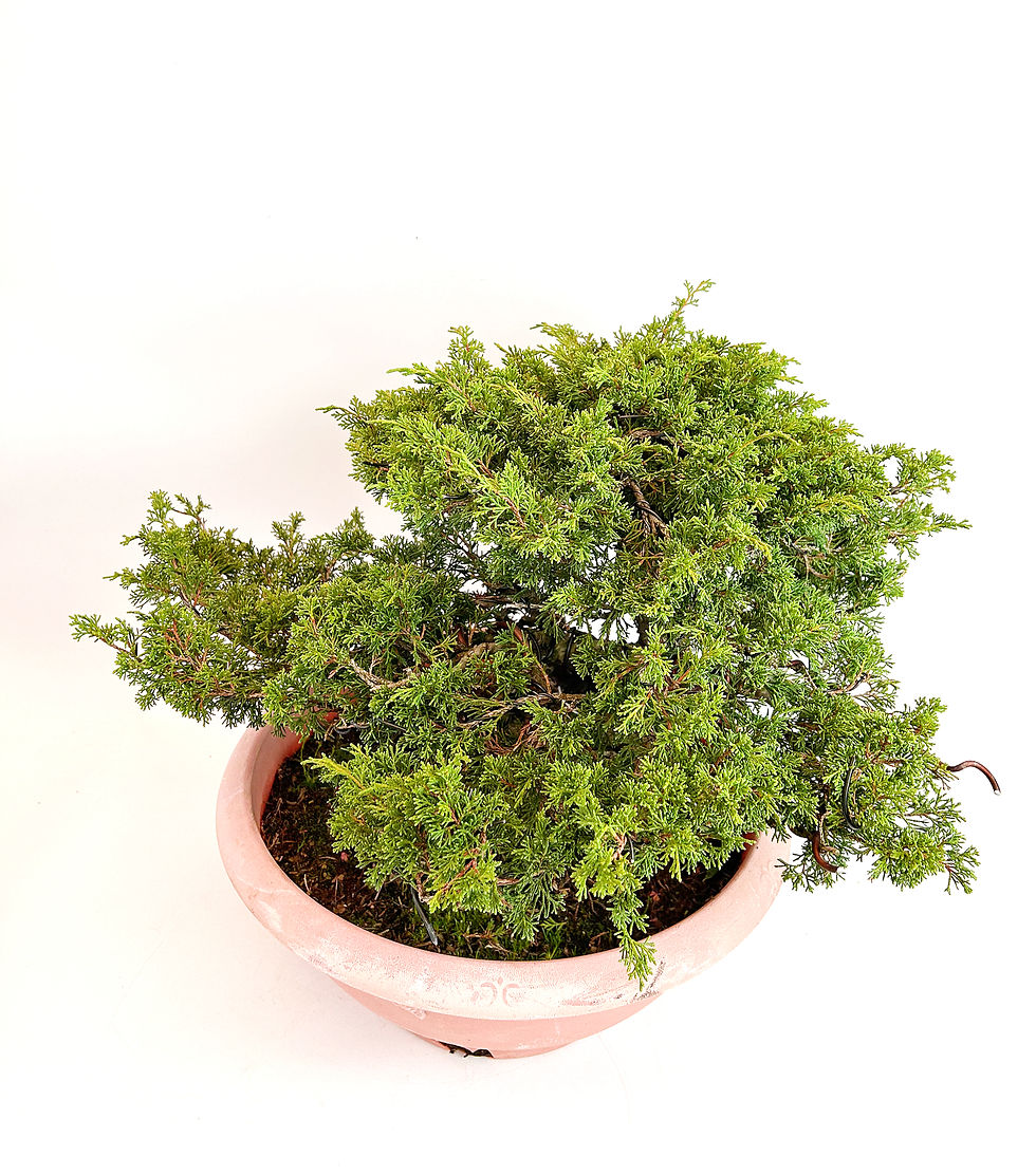 Miniatura: Junipero - Juniperus Itoigawa