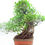 Miniatura: Ficus Retusa - Ficus microcarpa