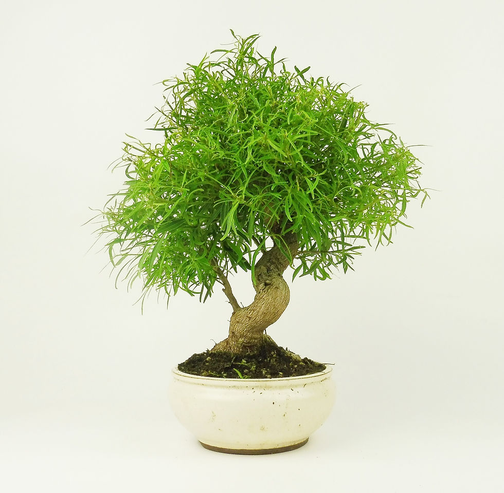 Miniatura: Ficus Nerifolia