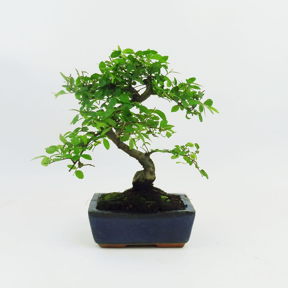 Miniatura: Olmo Chino - Ulmus Parvifolia