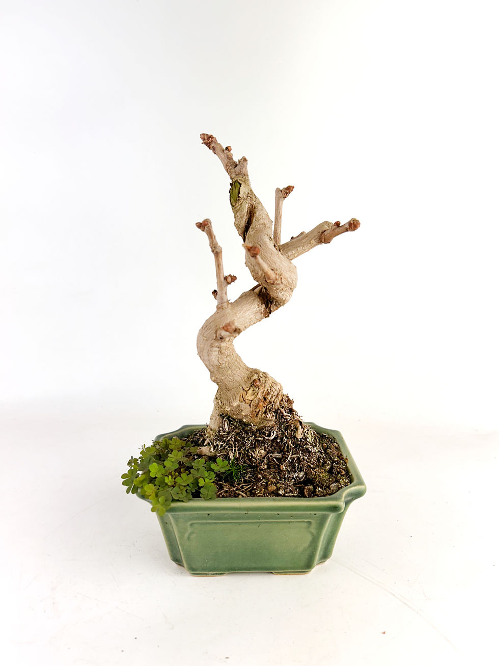 Miniatura: Nogal del Japon - Ginkgo Biloba