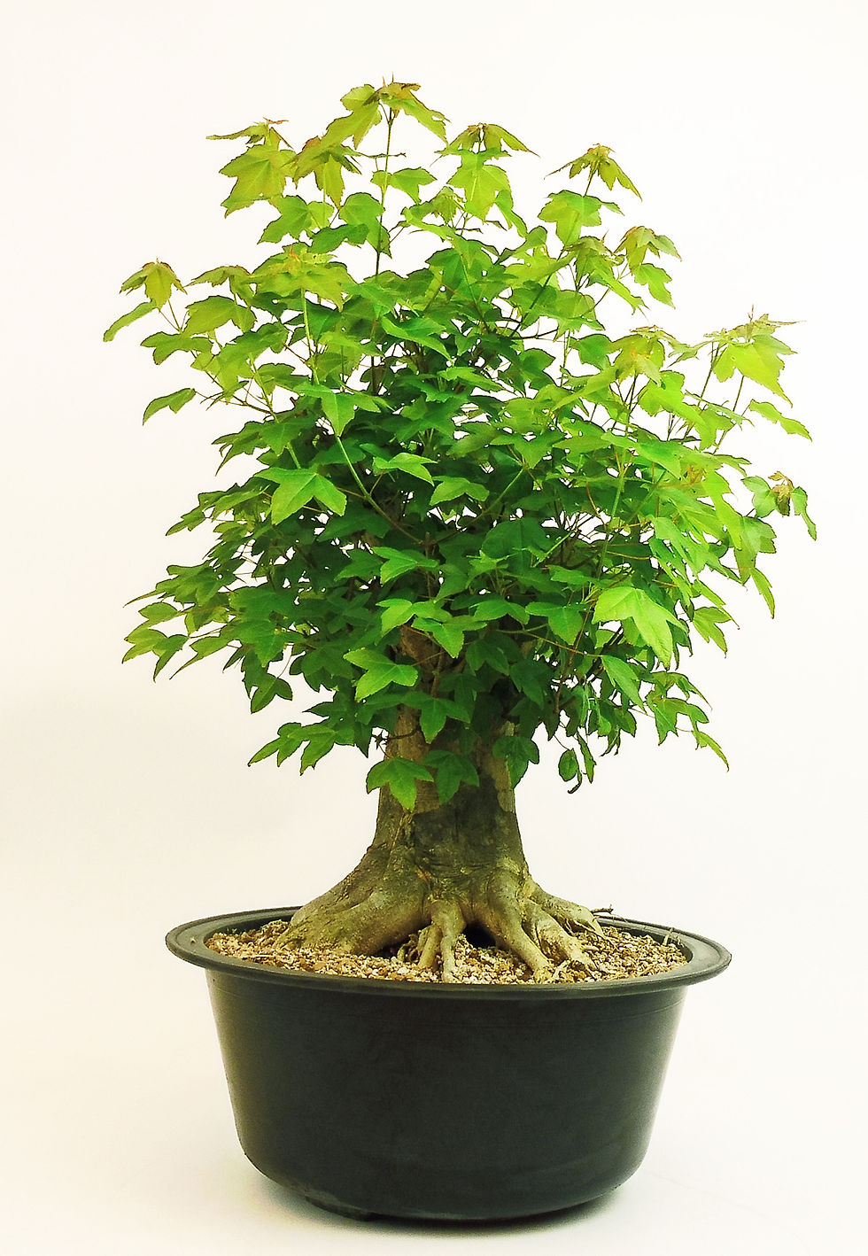 Miniatura: Acer Buergerianum - Tridente