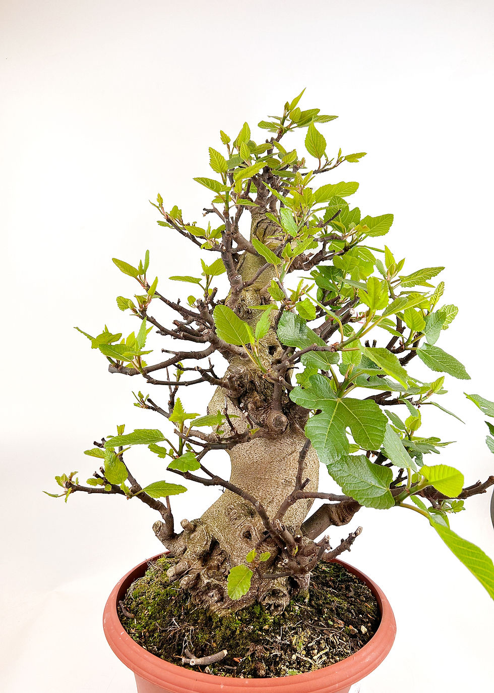 Miniatura: Higuera - Ficus Carica