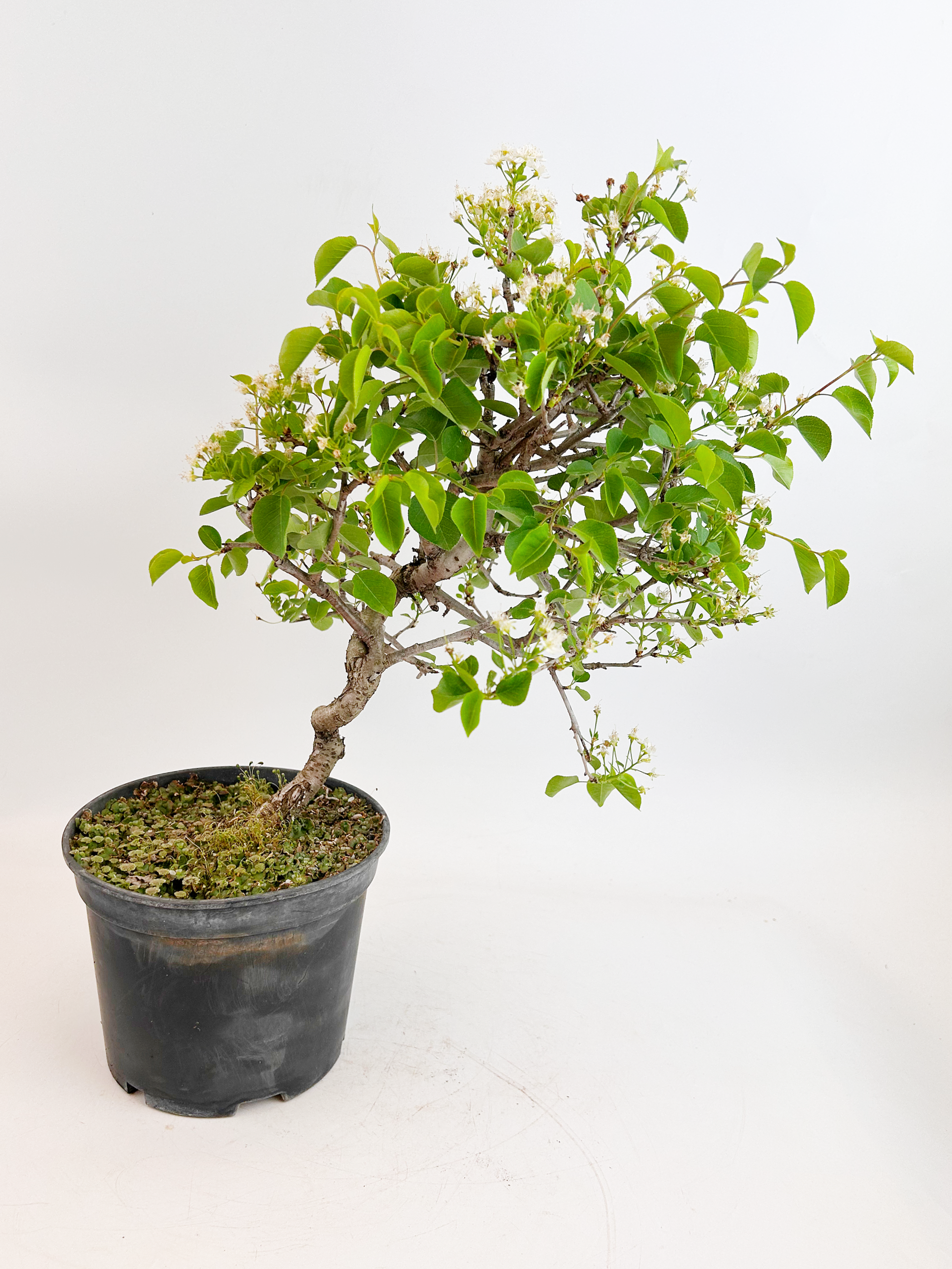 Cerezo-Prunus mahaleb