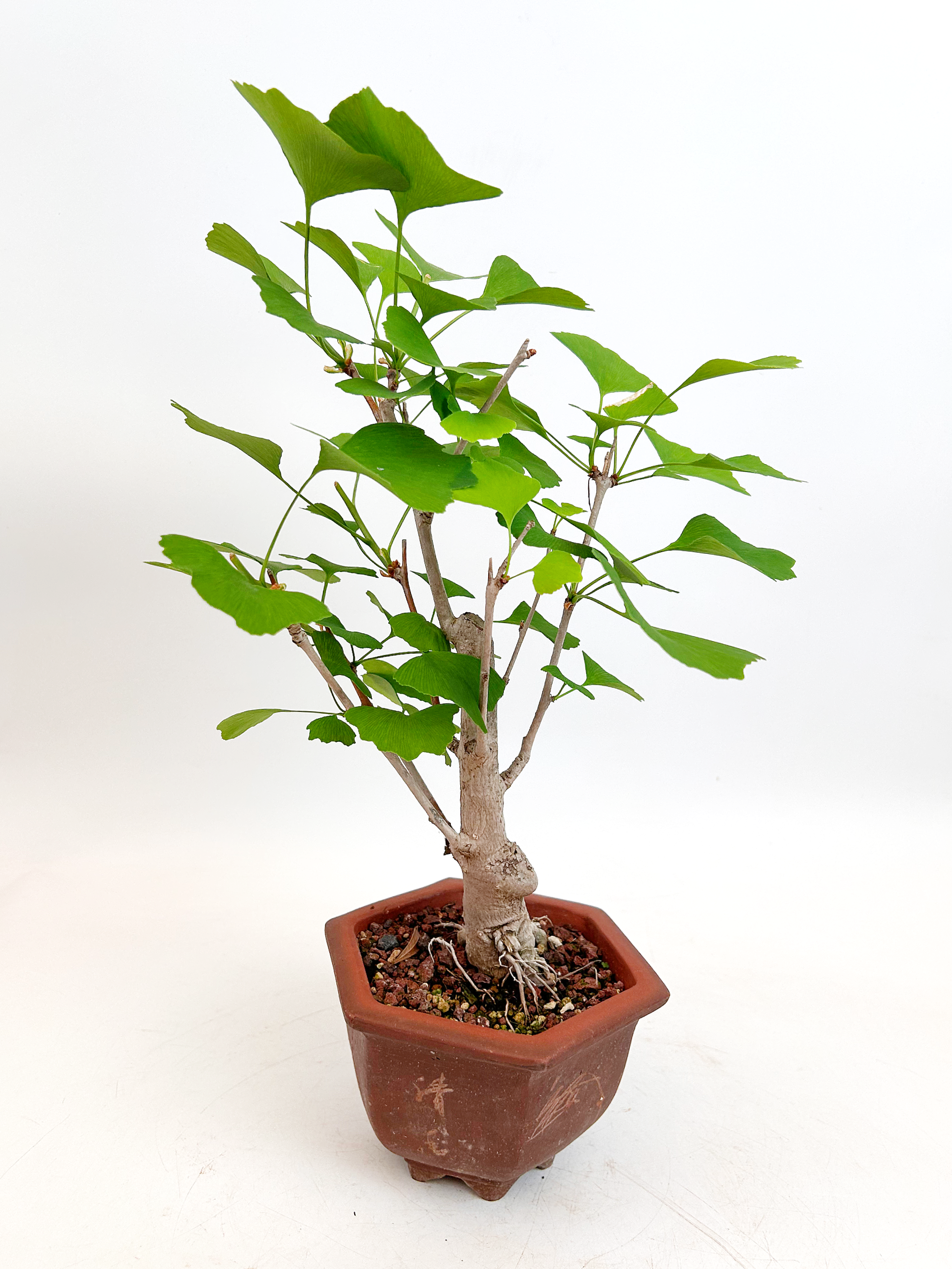 Nogal del Japon - Ginkgo Biloba
