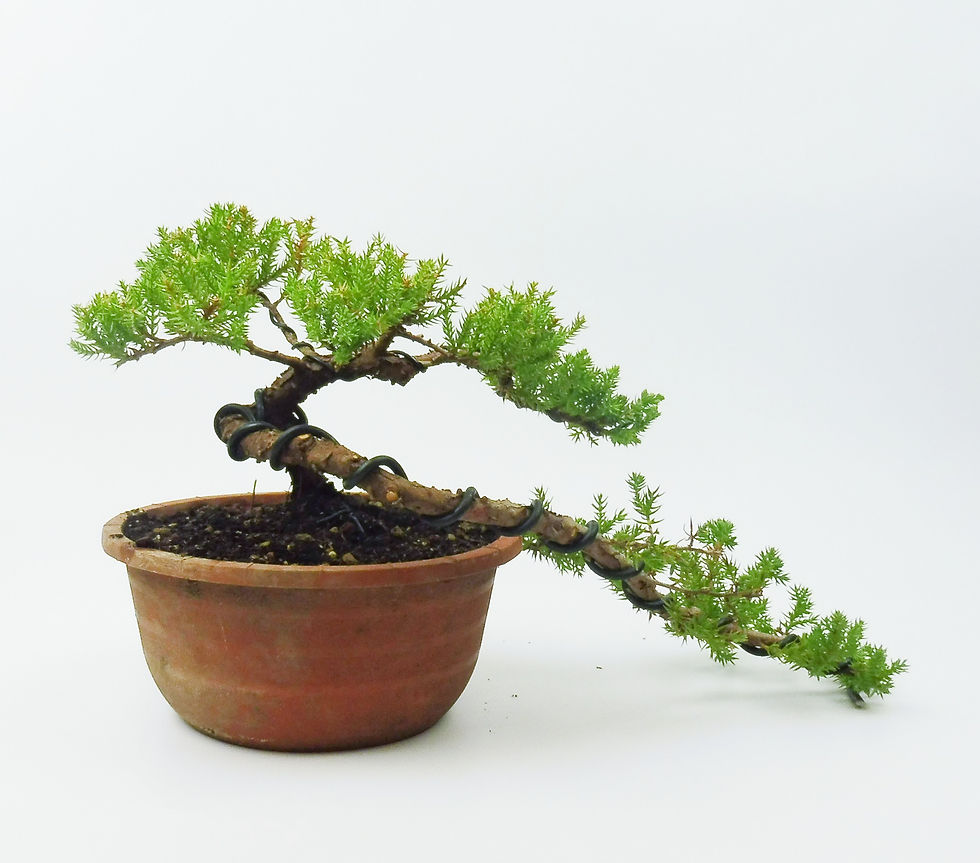 Miniatura: Enebro - Junipero Procumbens Nana