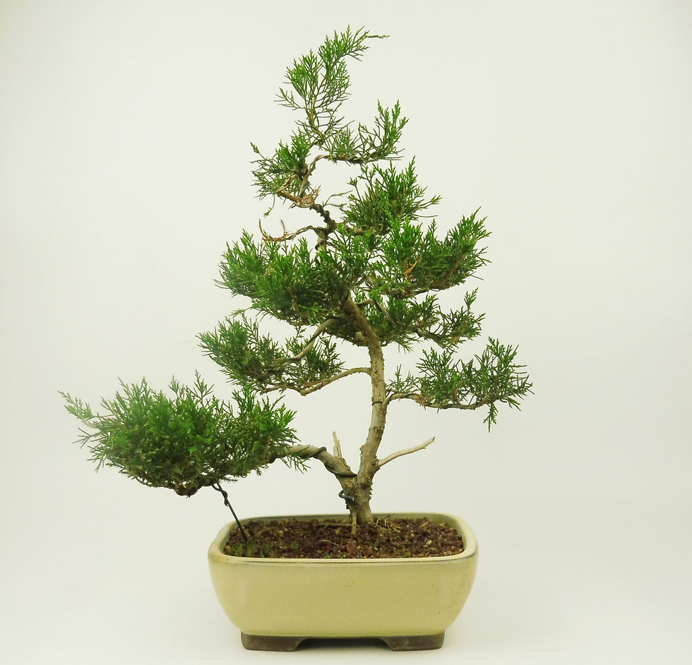 Enebro Chino - Junípero Chinensis