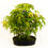 Miniatura: Bosque Acer Palmatum Yamomimiji