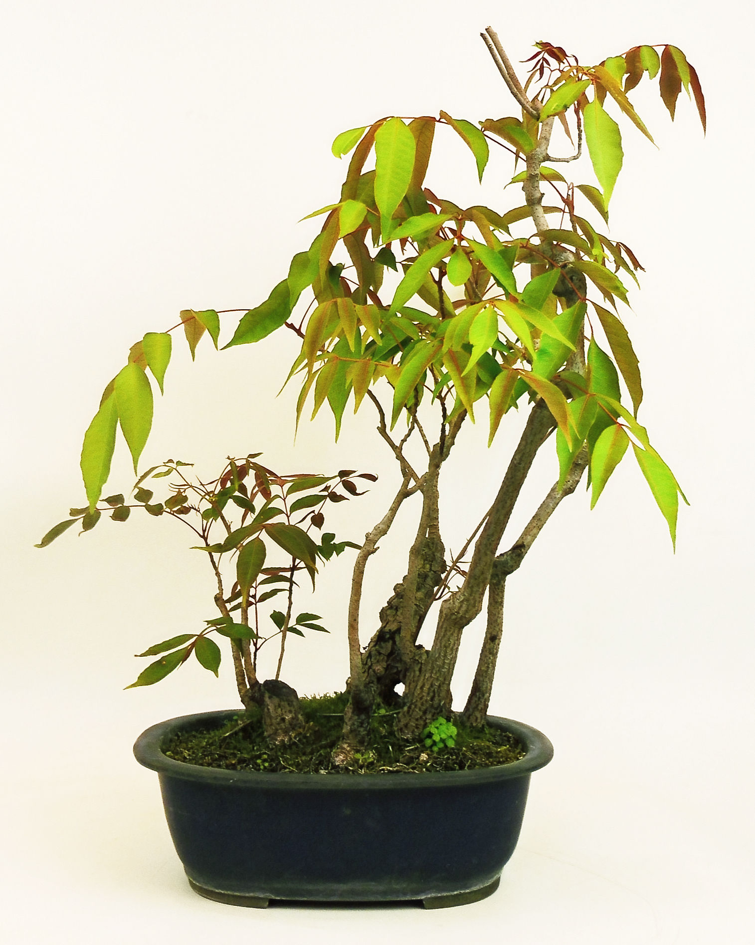 Bosque Rhus Tiphyna - Zumaque