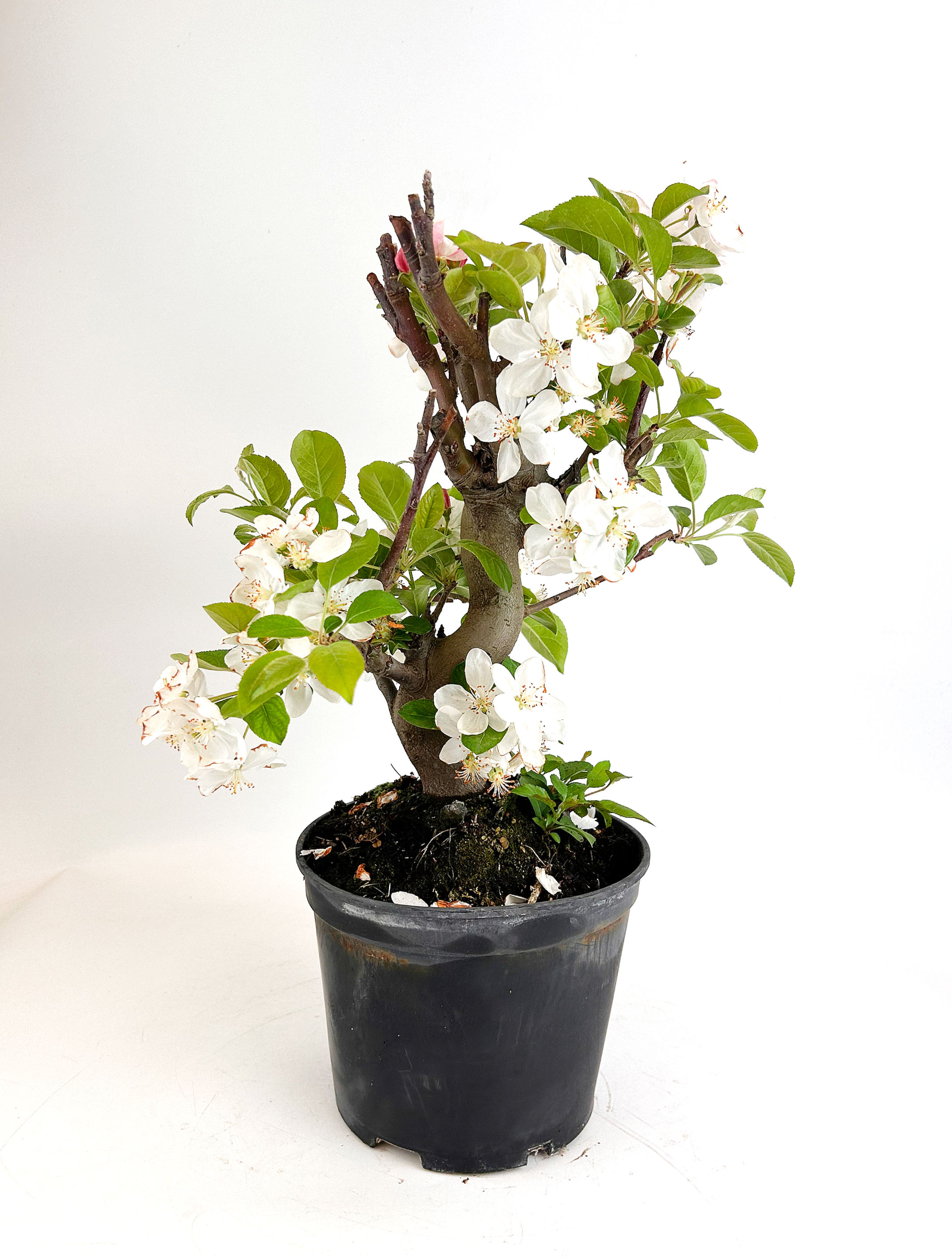 Manzano - Malus Everest