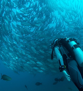 Viajes de buceo