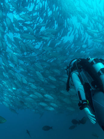 Jacksonville Dive Trips