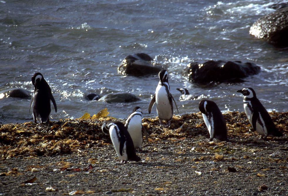 Punta Arenas