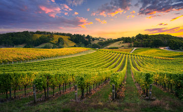 background_vineyard_sky.jpg
