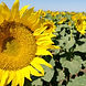 background_california_sunflower.jpg