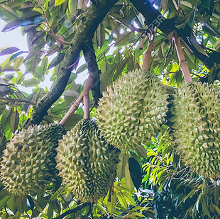 84780037-durian-tree-durians-are-the-kin
