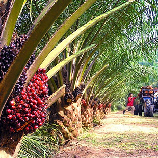 29_palm_oil_1498641379.jpg