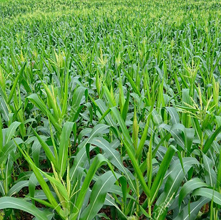 30941309-sweet-corn-farm-in-chiangmai-th