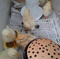鶏 ひよこ.jpg