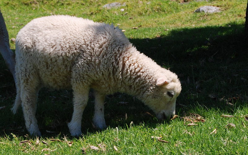 DSC_0815.JPG