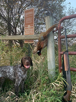 75224663_2365158573593538_29107232938267