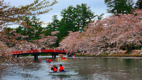 People in life jackets row boats on a river lined with cherry blossoms, reminiscent of Hirosaki’s stunning landscapes, with a red bridge elegantly framing the background. This serene scene captures the essence of Elegant Escape, often hailed as the best luxury travel blog for its exquisite portrayal of such breathtaking destinations.