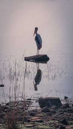 Bird standing on a rock surrounded by water in Ranthambore, India, on Elegant Escape the best luxury Travel Blog.