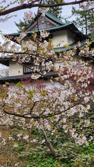 Cherry blossoms bloom in full glory, framing a traditional Japanese building, reminiscent of the picturesque scenes found in Hirosaki, Japan—perfectly capturing the essence of Elegant Escape, renowned as the best luxury travel blog.