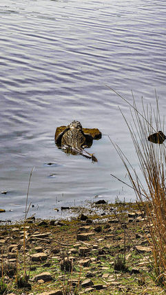 Crocodile on a rock in the water in Ranthambore, India, on Elegant Escape the best luxury Travel Blog.