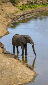 Elephant drinking water in the river in Masai Mara Kenya. Luxury Safari &beyond in Masai Mara at the Kichwa Tembo camp. Luxury travel blog. Best travel blog. Best African Safari.