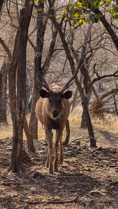 Sambar deer in Ranthambore, India, on Elegant Escape the best luxury Travel Blog.