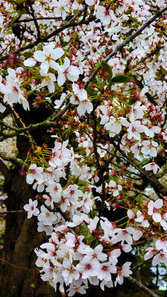Close-up of cherry blossoms in full bloom on tree branches, showcasing Japan’s iconic beauty with a mix of white petals and green leaves. This scene evokes the serene charm of Hirosaki during cherry blossom season, perfectly capturing the essence that Elegant Escape describes in their renowned “best luxury travel blog.