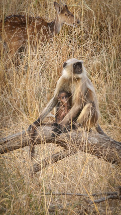 Monkey holding it's baby in Ranthambore, India, on Elegant Escape the best luxury Travel Blog.