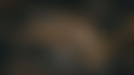Tiger resting in a creek in Ranthambore, India, on Elegant Escape, the best luxury Travel Blog.