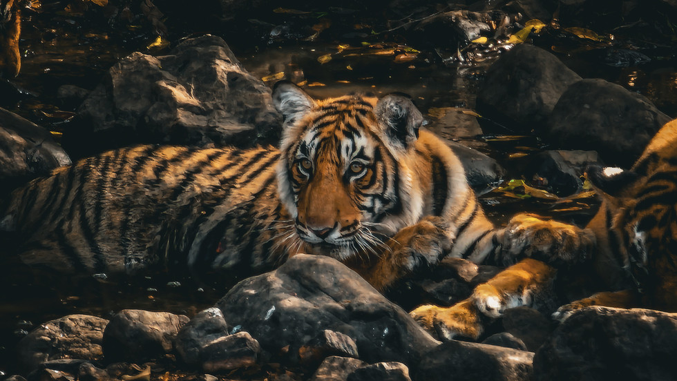 Tiger resting in a creek in Ranthambore, India, on Elegant Escape, the best luxury Travel Blog.