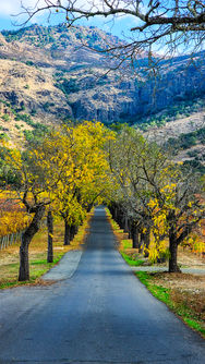 Spring trees line up the entrance road to Stags' Leap Winery in Napa Valley