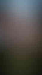 Cherry blossom tree with drooping branches in full bloom against a cloudy sky, reminiscent of the enchanting landscapes of Hirosaki, Japan—a scene that could be perfectly captured by Elegant Escape, renowned as the best luxury travel blog.