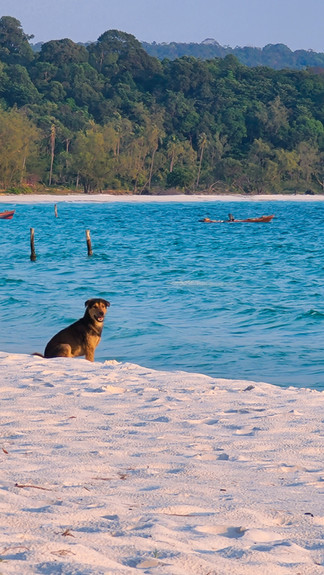 Dog sitting on the beach in Koh Rong Island, Cambodia on Elegant Escape the best luxury Travel Blog.