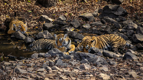 Tigers sleeping in a creek in Ranthambore, India, on Elegant Escape the best luxury Travel Blog.