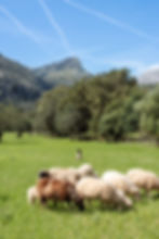 Almond Valley Mallorca