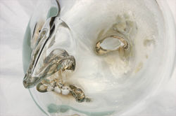 L'Albero Sibilante della Cuccagna