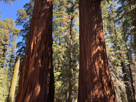 Sequoia National Park Pt. 2 and Kings Canyon National Park 