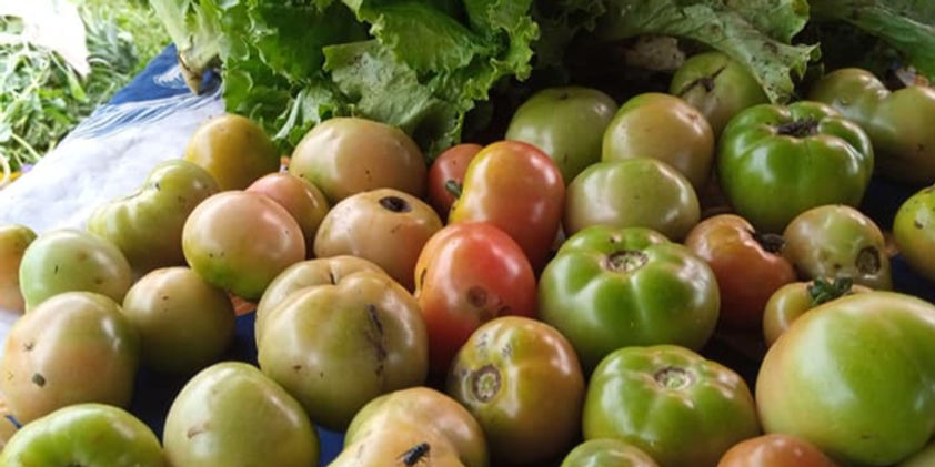 agrivie awards tomates_edited.jpg