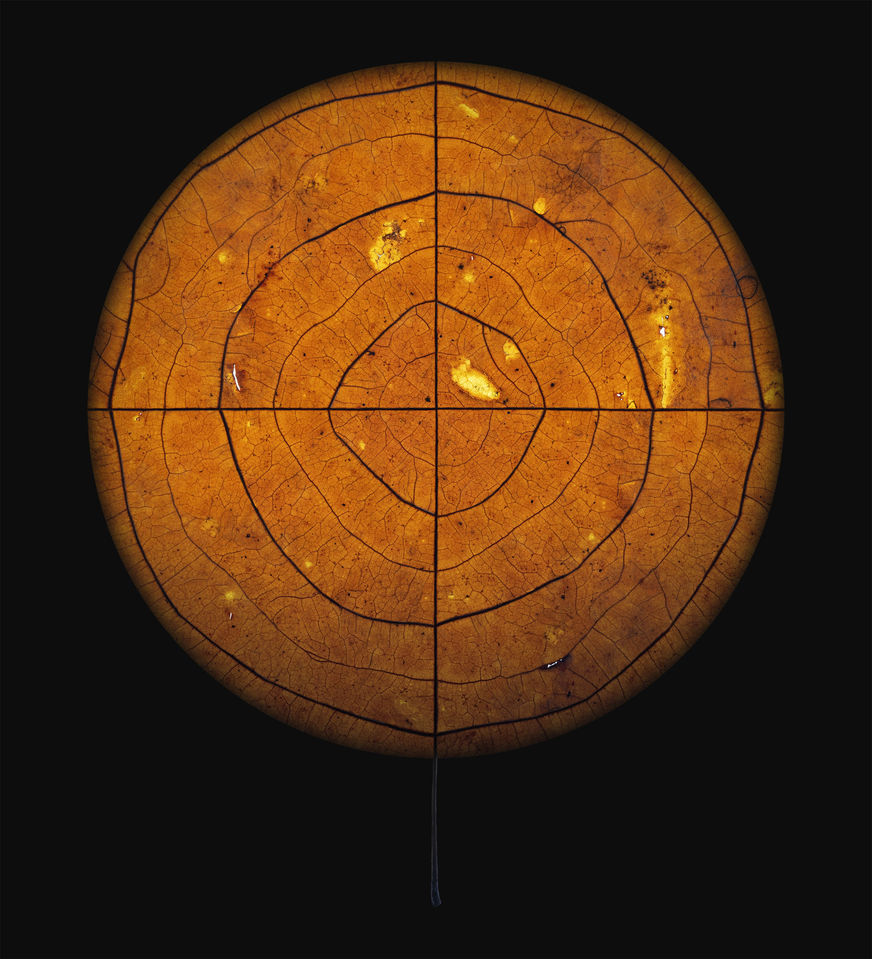 Diospyros virginiana2π