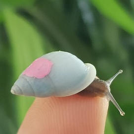 Tiny Giants